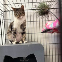 adopt a pet