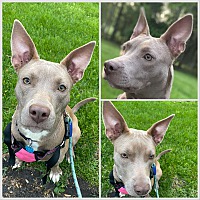 adopt a pet