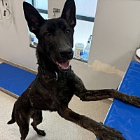 adopt a pet