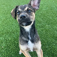 adopt a pet