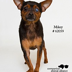 Thumbnail photo of Mikey (Foster) #1