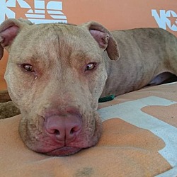 Thumbnail photo of Major - NEEDS FOSTER HOME #2