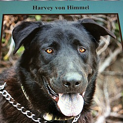 Thumbnail photo of HARVEY VON HIMMEL #1