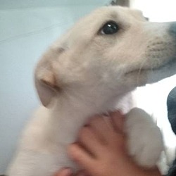 Thumbnail photo of Aspen (adoption in process) #1