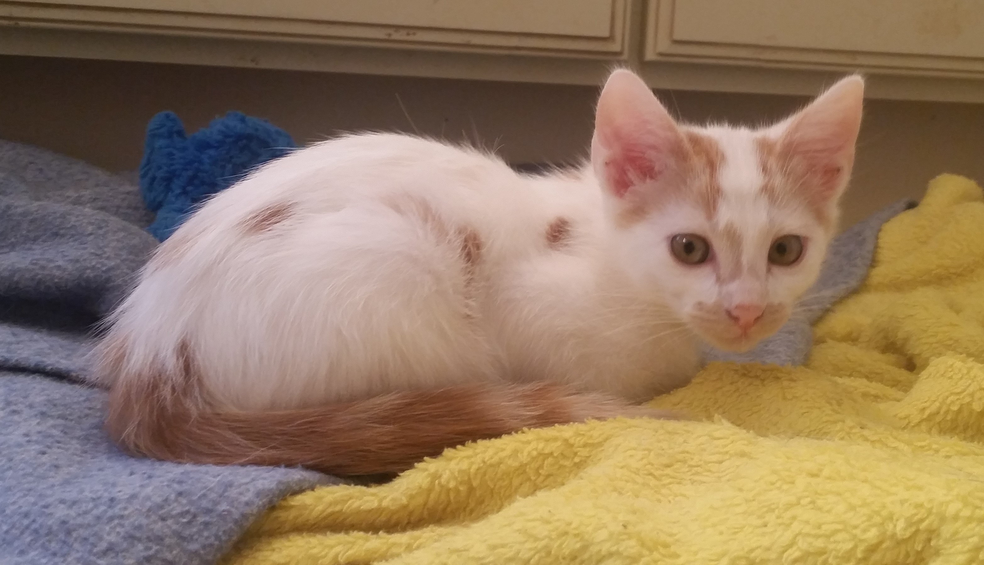 white with orange spots cat