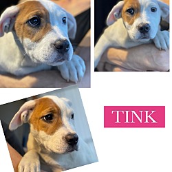 Photo of TINK