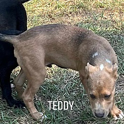 Thumbnail photo of TEDDY #3