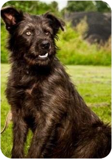 irish wolfhound schnauzer