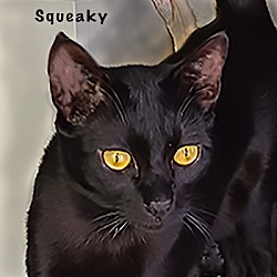 Photo of Squeaky