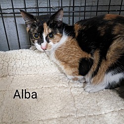 Photo of Alba