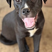 adopt a pet