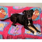 Adopt A Pet :: Angus - Jackson, MI