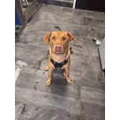Adopt A Pet :: Bosworth - Jackson, MI