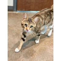 adopt-pet