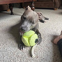 adopt a pet