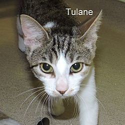 Thumbnail photo of Tulane #1