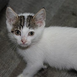 Photo of T17 Heathcliff ADOPTED