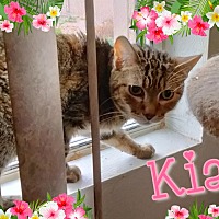 Photo of Kia