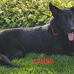 Thumbnail photo of Lando #1