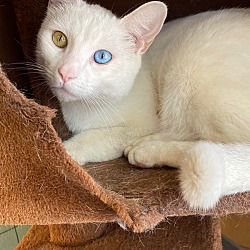 Photo of Cotton