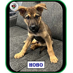 Thumbnail photo of Hobo - ADOPTED! #4