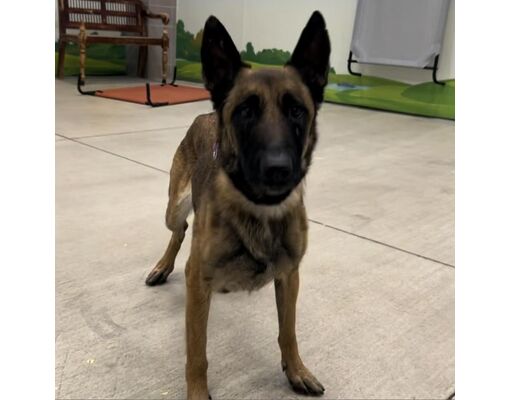 Las Vegas, NV - Belgian Malinois. Meet Sookie a Pet for Adoption ...