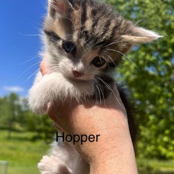 Photo of Hopper
