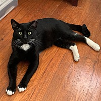 adopt a pet