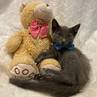 adopt a pet