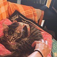 adopt a pet