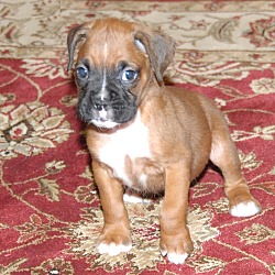 Photo of Boxer puppy