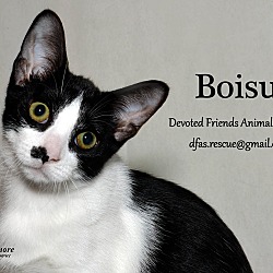 Thumbnail photo of Boisu #1