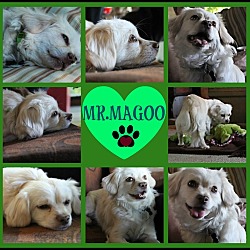 Thumbnail photo of Mr.Magoo #2