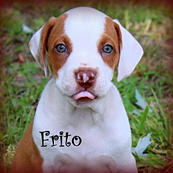 Thumbnail photo of Frito~adopted! #1
