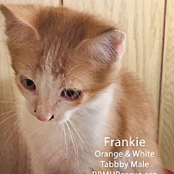 Thumbnail photo of Frankie #4