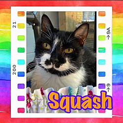 Photo of Squash