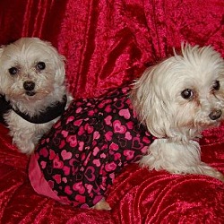 Thumbnail photo of Allie & Callie*Adopted #1