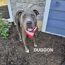 Thumbnail photo of Dugoon #2