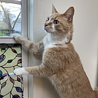 adopt a pet