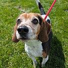 Adopt A Pet :: Coop - Lancaster, OH