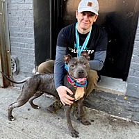 adopt a pet