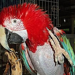 Thumbnail photo of ANGIE  GREENWING Macaw #1