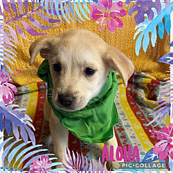 Thumbnail photo of Amarillo~adopted! #1