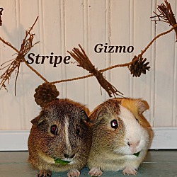 Photo of Stripe & Gizmo