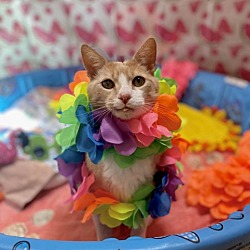 Photo of Pumpkin
