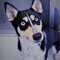 Photo of Suki