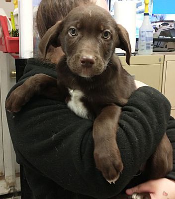 Middletown, NY - Spaniel (Unknown Type)/Springer Spaniel. Meet Dr ...