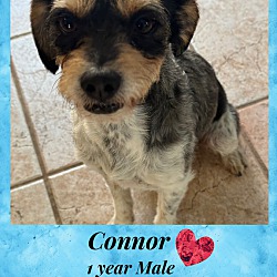 Thumbnail photo of CONNOR- 1 YEAR MALE TERRIER MI #1