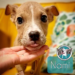 Thumbnail photo of Nami #1