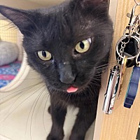 adopt a pet